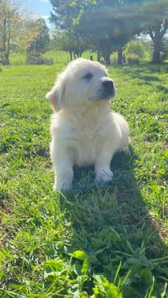 disponibili cuccioli di golden retriever | Foto 0