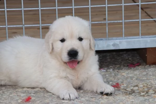cuccioli golden retriever! | Foto 0