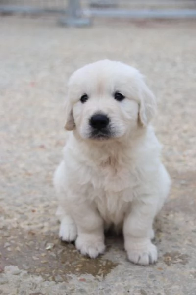 cuccioli golden retriever!