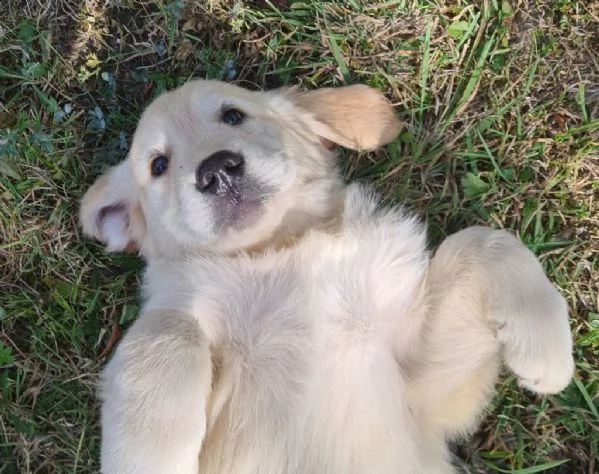 cuccioli di golden retriever 3 mesi | Foto 0