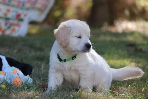 cuccioli di golden retriever 3 mesi