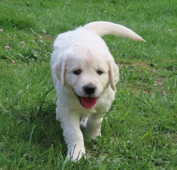 golden retriever cuccioli! | Foto 0
