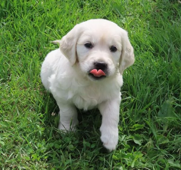 golden retriever cuccioli!
