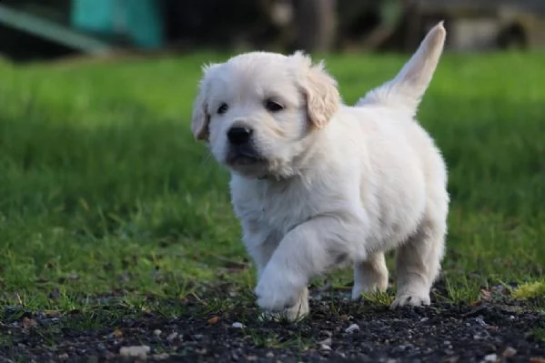 cuccioli di golden retriever bianchi