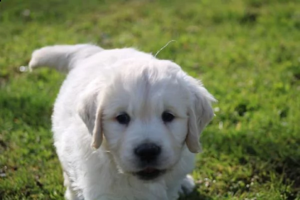 cuccioli di golden retriever bianchi | Foto 0