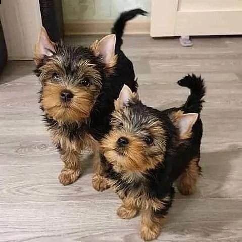 cuccioli dello yorkshire