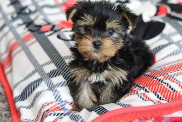 cuccioli dello yorkshire | Foto 0