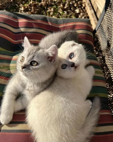 disponibili bellissimi cuccioli scottish straight, maschio e femmina.