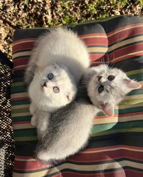 disponibili bellissimi cuccioli scottish straight, maschio e femmina. | Foto 0