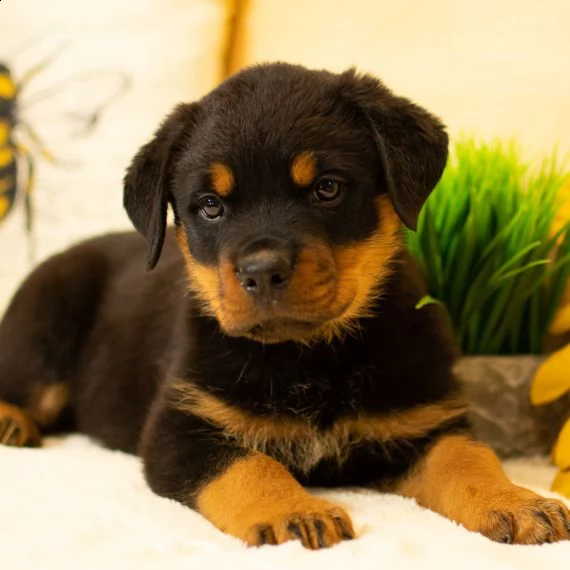 rottweiler cuccioli per ladozione bellissima cucciolata cerca nuova famiglia 4 maschi e 3 femmina