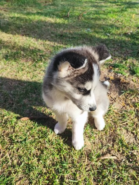 cucciolo husky  | Foto 4