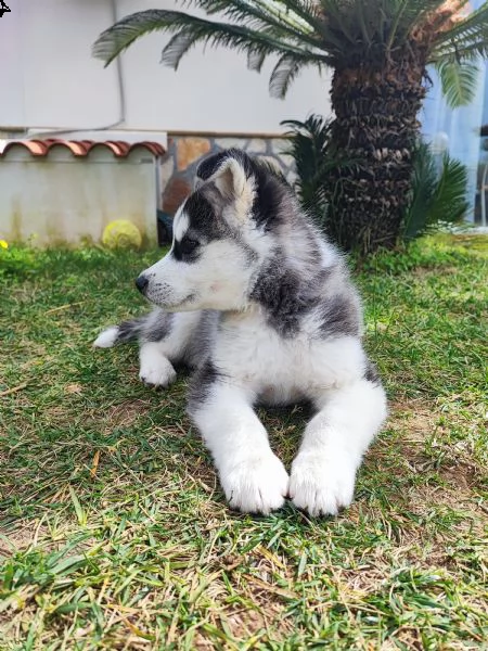 cucciolo husky  | Foto 3