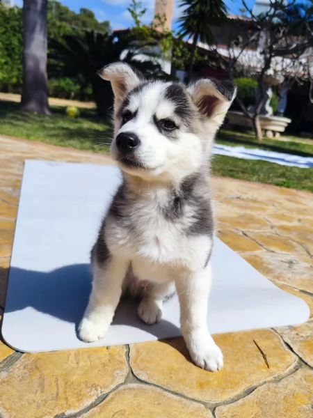 cucciolo husky  | Foto 2