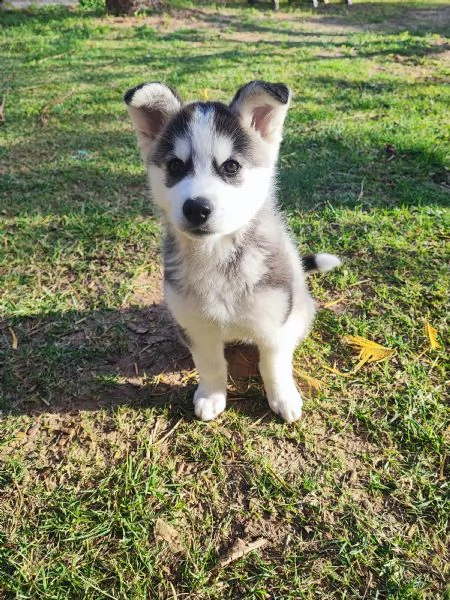 cucciolo husky 