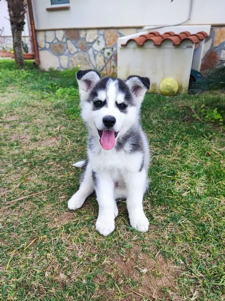 cucciolo husky  | Foto 0