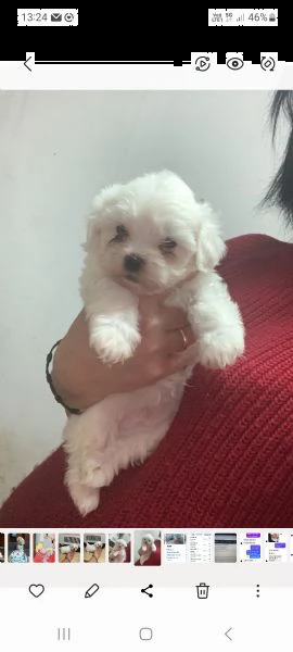 vendo cucciolo maltese