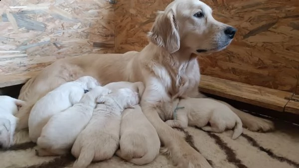 cuccioli golden retriever  | Foto 0