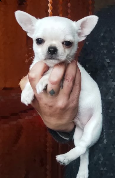 chihuahua con pedigree