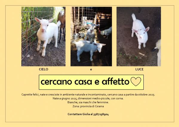 Caprette cercano casa | Foto 0