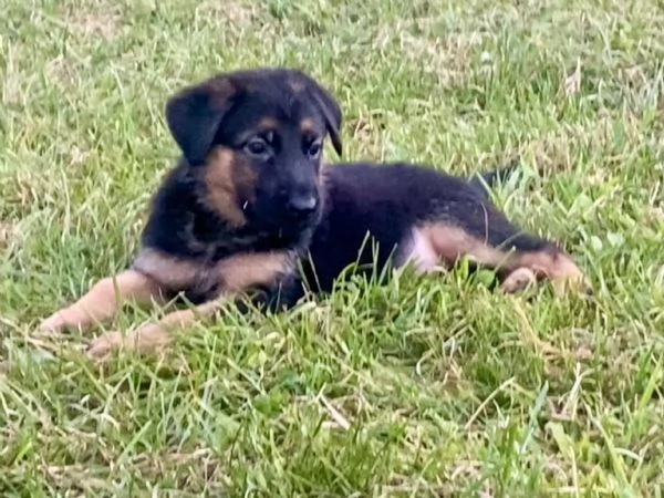 Cuccioli di pastore tedesco  | Foto 4