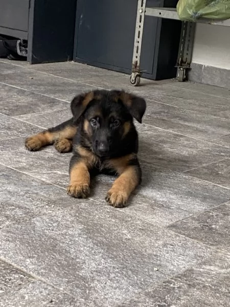 Cuccioli di pastore tedesco | Foto 4