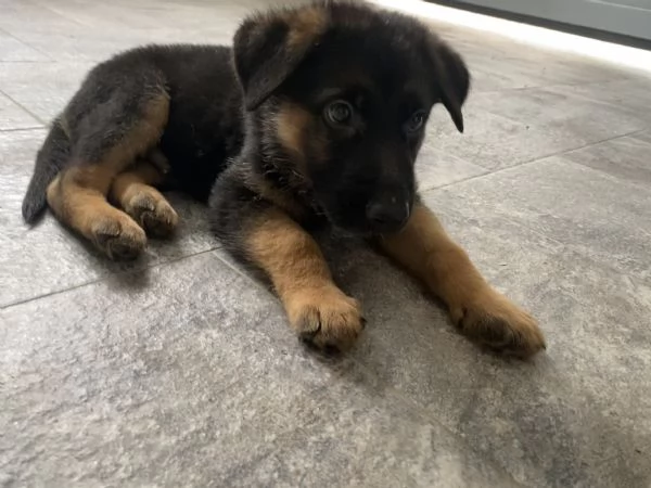 Cuccioli di pastore tedesco