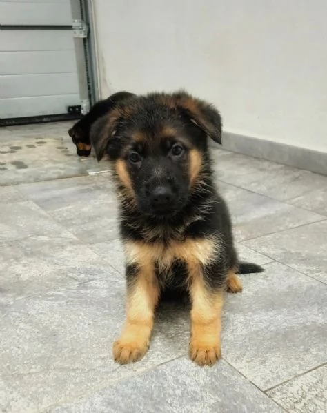 Cuccioli di pastore tedesco | Foto 3