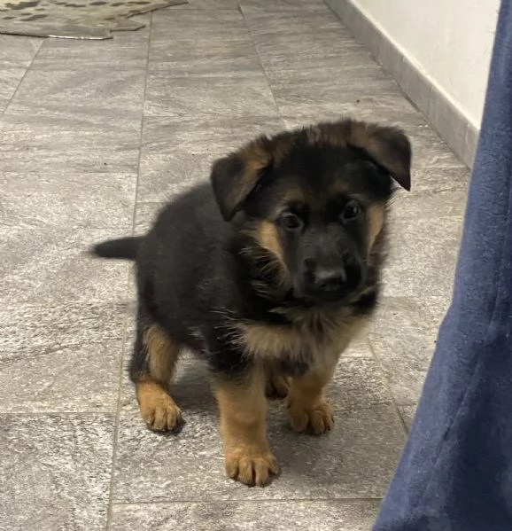 Cuccioli di pastore tedesco | Foto 1