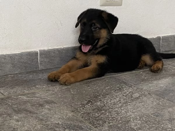 Cuccioli di pastore tedesco | Foto 0