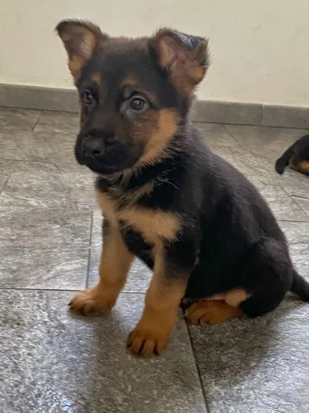 Cuccioli di pastore tedesco | Foto 3