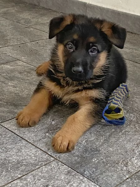 Cuccioli di pastore tedesco | Foto 0