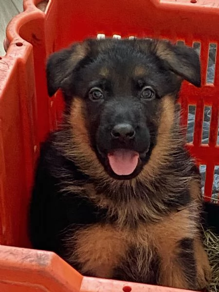 Cuccioli di pastore tedesco