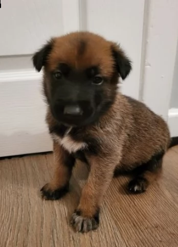 cuccioli pastore belga malinois