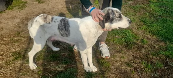 cuccioli pastori asia centrale | Foto 3