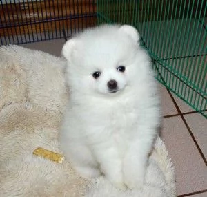 cuccioli di pomerania pronti per una nuova casa