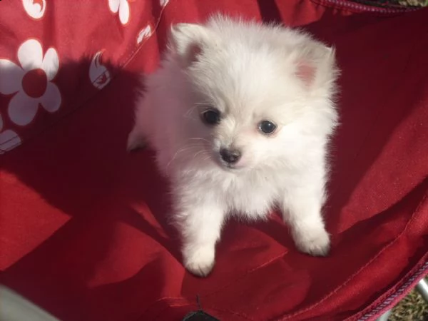 vendo cuccioli di pomerania sani