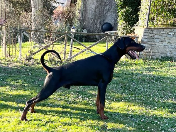 cuccioli di dobermann con pedigree | Foto 5