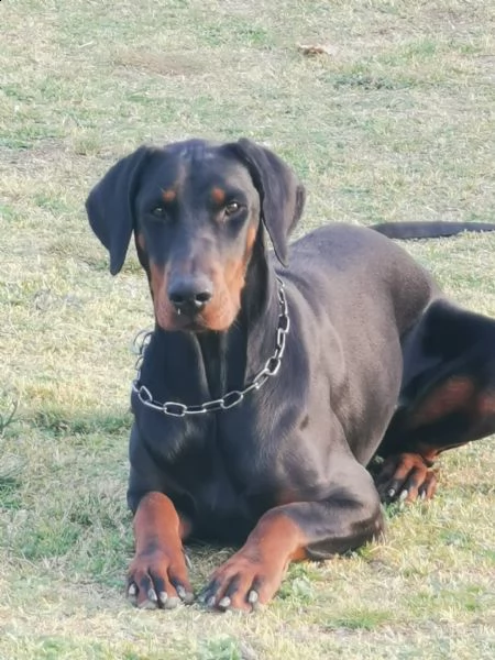 cuccioli di dobermann con pedigree | Foto 4