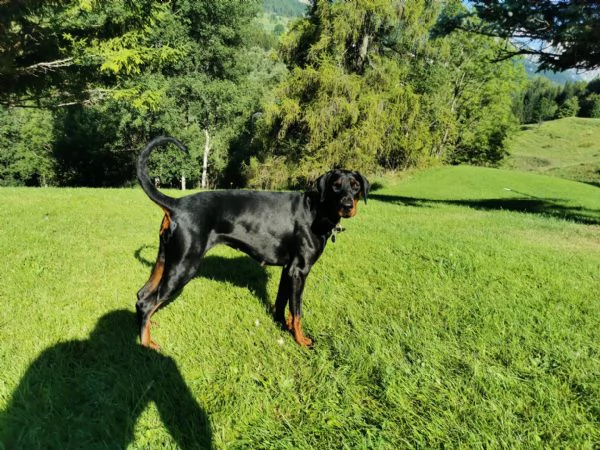 cuccioli di dobermann con pedigree | Foto 1