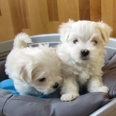 maltese cuccioli da compagnia | Foto 3