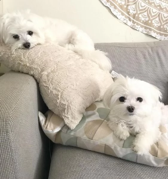 maltese cuccioli da compagnia | Foto 1