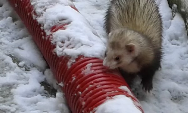 cuccioli di furetto  | Foto 1