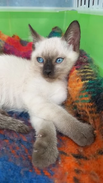 Gattini Siamese Thai  | Foto 5