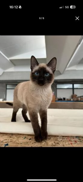 Gattini Siamese Thai  | Foto 3