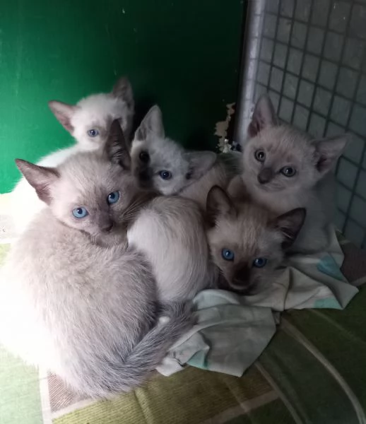 Gattini Siamese Thai 