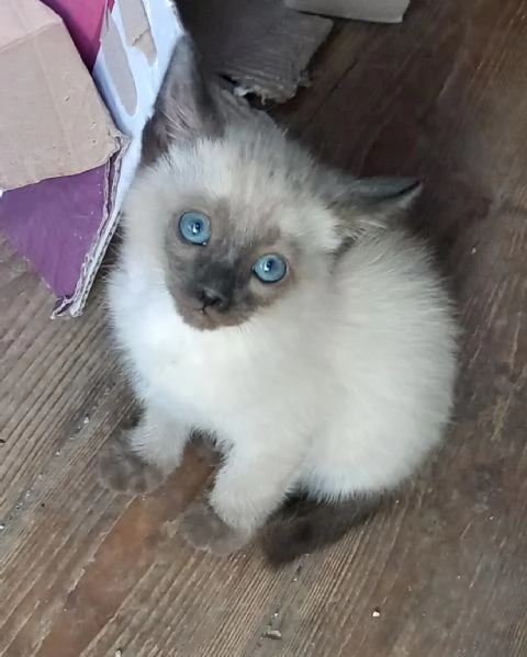 Gattini Siamese Thai  | Foto 0