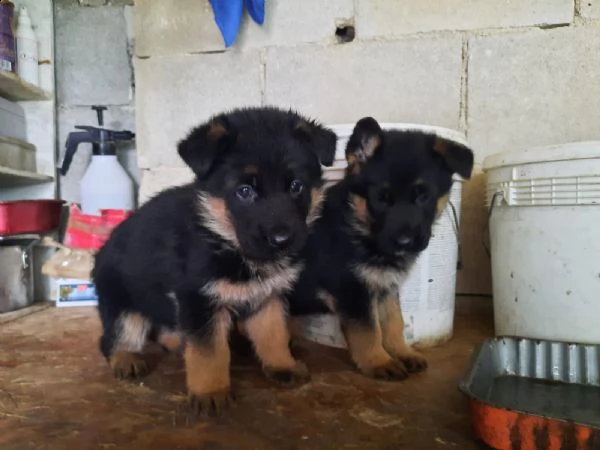 cuccioli pastore tedesco | Foto 0