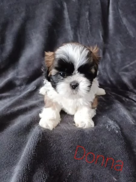 dolci cuccioli shih tzu di razza pura con pedigree | Foto 0