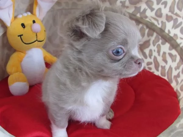 chihuahua cucciolo lilla a pelo lungo di razza pura