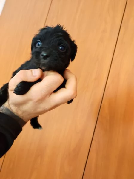 cucciolo maltipoo toy